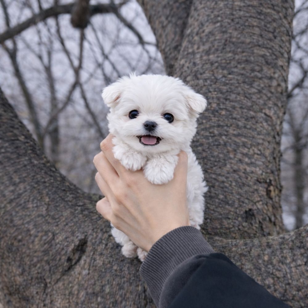 Ȯ�� �̹���