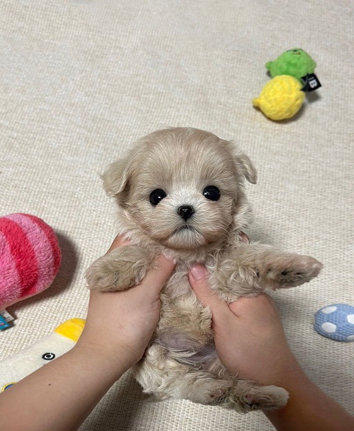 Ȯ�� �̹���