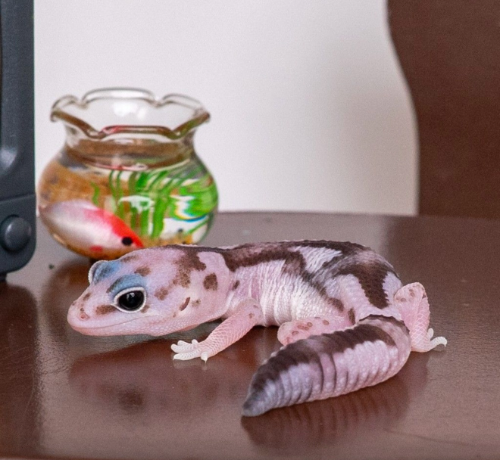 Ȯ�� �̹���