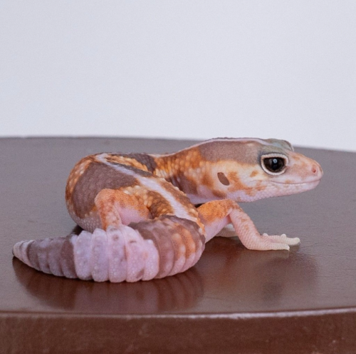 Ȯ�� �̹���