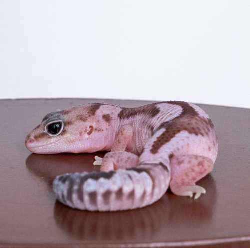 Ȯ�� �̹���