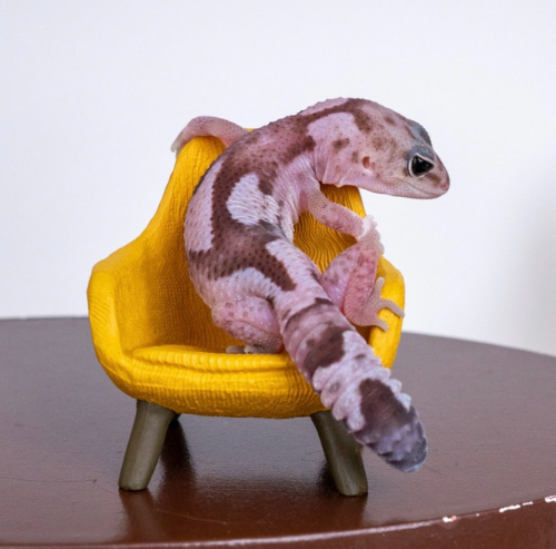 Ȯ�� �̹���