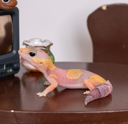 Ȯ�� �̹���