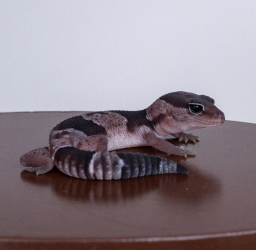 Ȯ�� �̹���