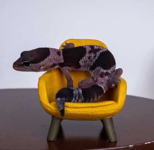 Ȯ�� �̹���