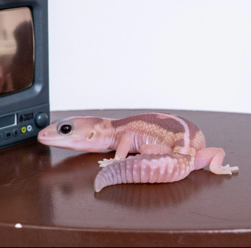 Ȯ�� �̹���