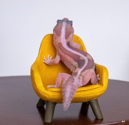 Ȯ�� �̹���