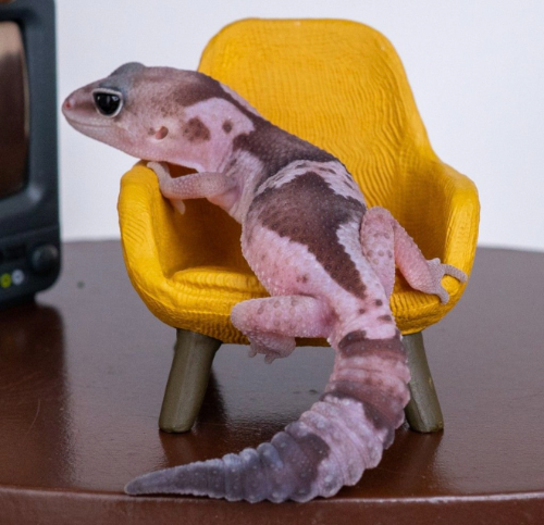 Ȯ�� �̹���