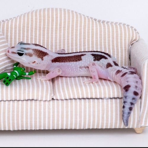 Ȯ�� �̹���