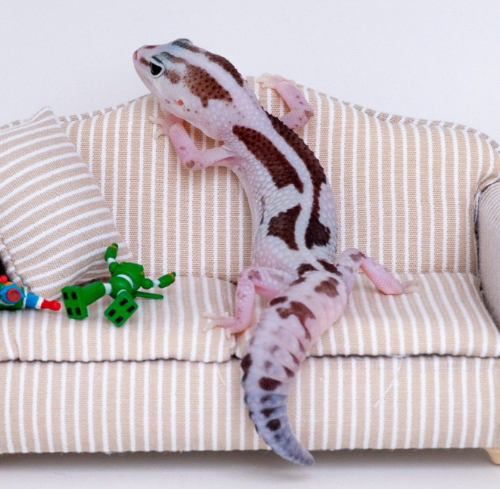 Ȯ�� �̹���