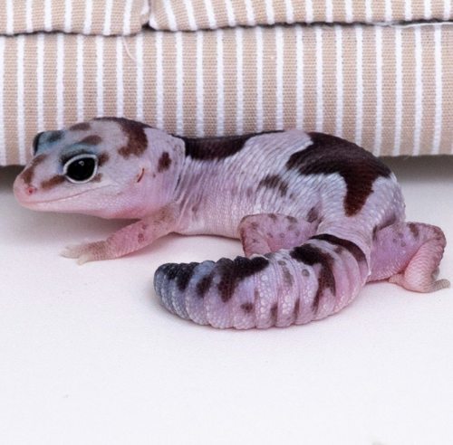 Ȯ�� �̹���