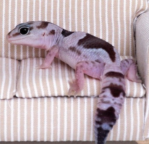 Ȯ�� �̹���