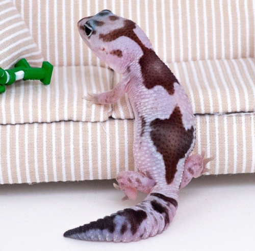 Ȯ�� �̹���