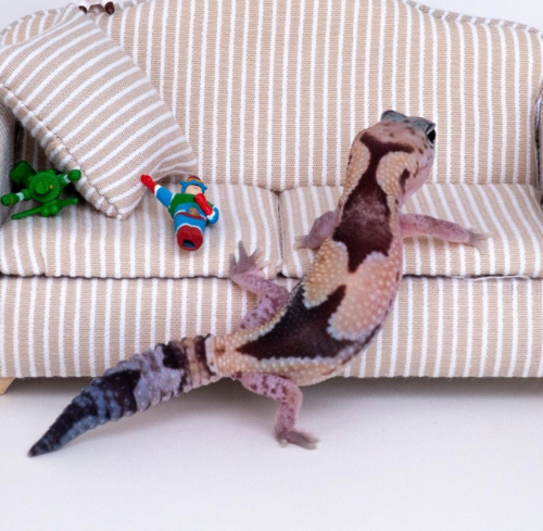 Ȯ�� �̹���