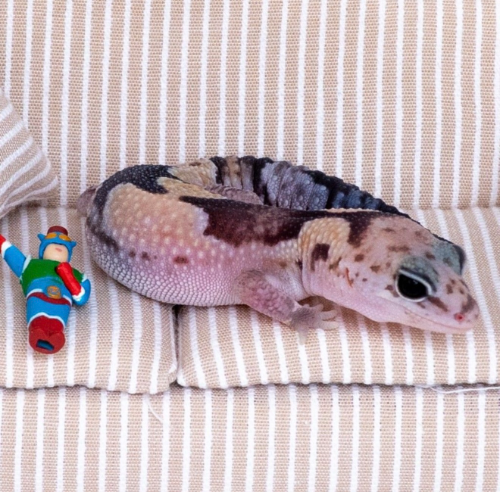 Ȯ�� �̹���