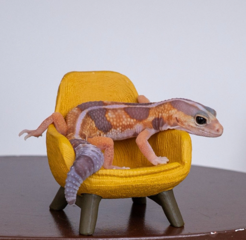 Ȯ�� �̹���