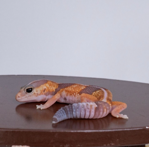 Ȯ�� �̹���