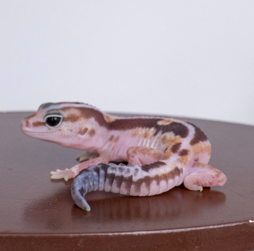 Ȯ�� �̹���