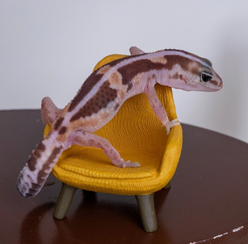 Ȯ�� �̹���