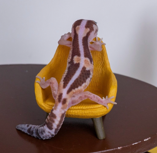 Ȯ�� �̹���