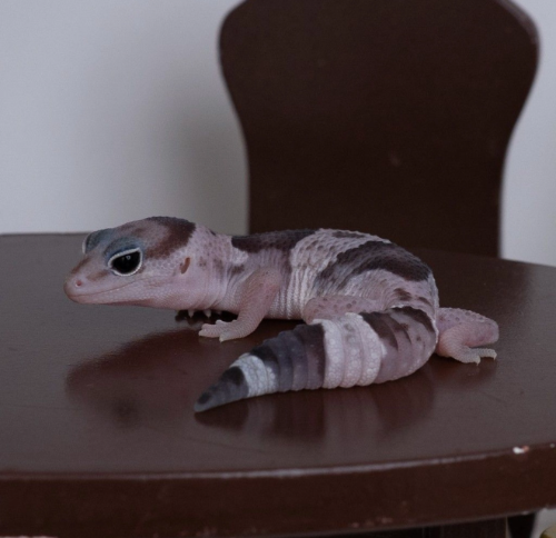 Ȯ�� �̹���