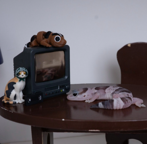 Ȯ�� �̹���