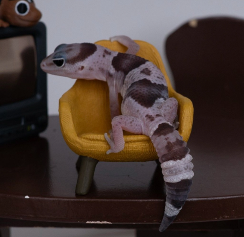 Ȯ�� �̹���