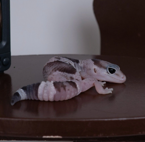 Ȯ�� �̹���