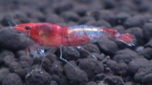 Ȯ�� �̹���