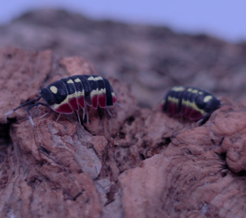 Ȯ�� �̹���