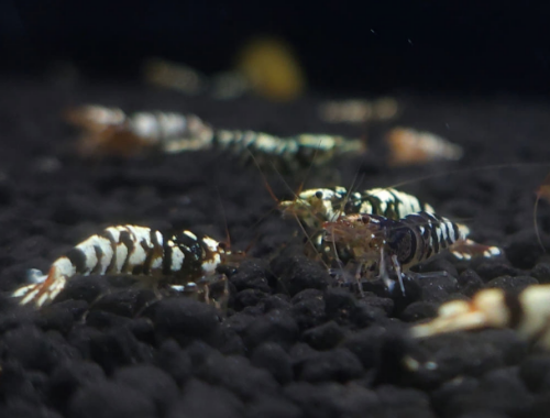 Ȯ�� �̹���