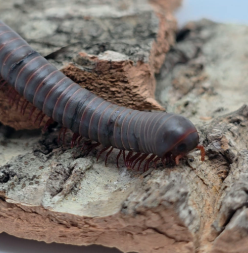 Ȯ�� �̹���