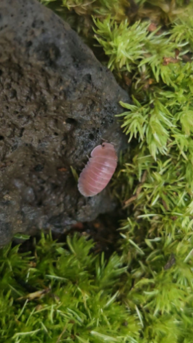 Ȯ�� �̹���