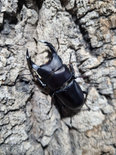 Ȯ�� �̹���