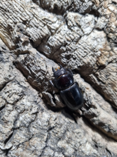 Ȯ�� �̹���