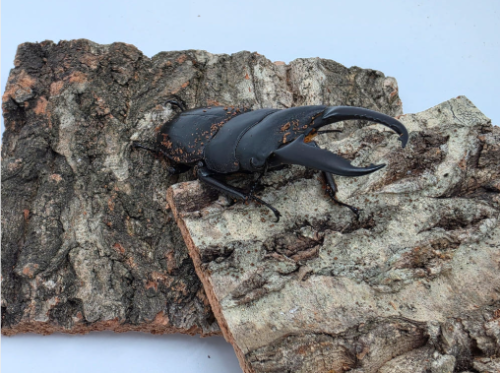 Ȯ�� �̹���