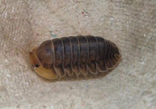 Ȯ�� �̹���