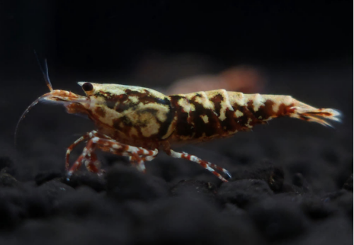 Ȯ�� �̹���