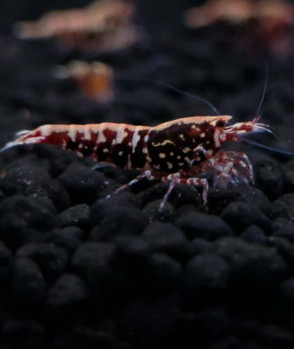 Ȯ�� �̹���