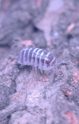 Ȯ�� �̹���