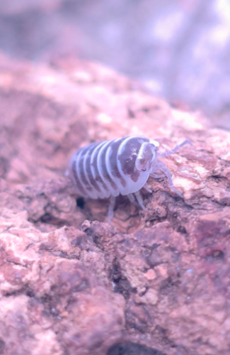 Ȯ�� �̹���