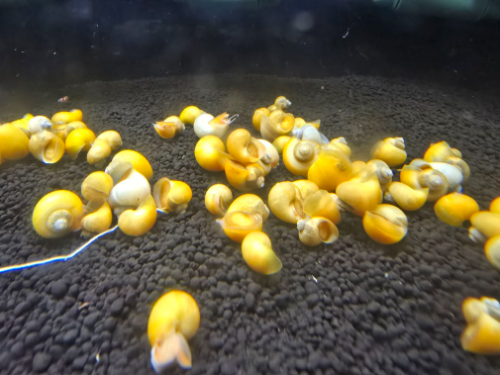 Ȯ�� �̹���