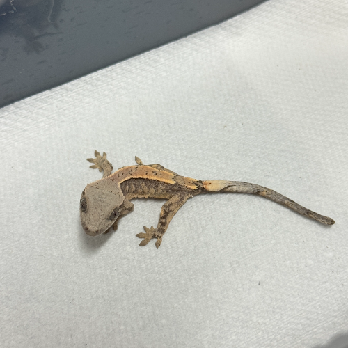 Ȯ�� �̹���