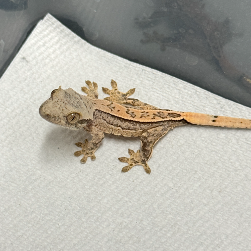 Ȯ�� �̹���