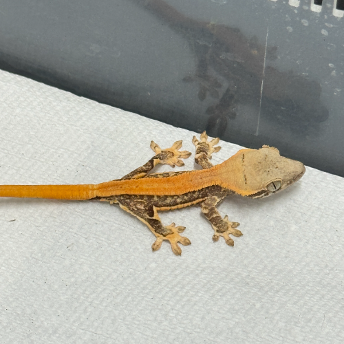 Ȯ�� �̹���