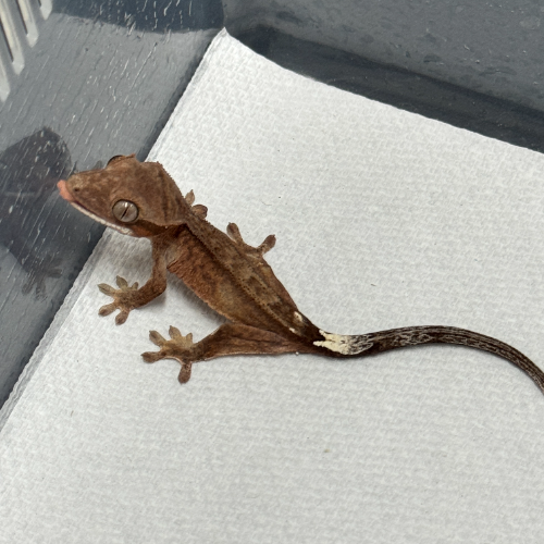 Ȯ�� �̹���