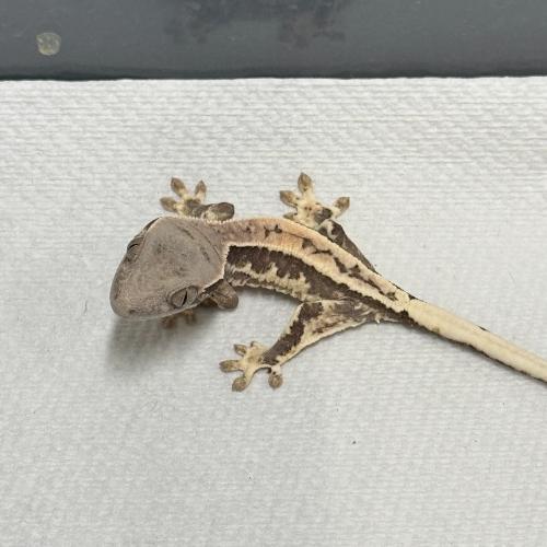 Ȯ�� �̹���