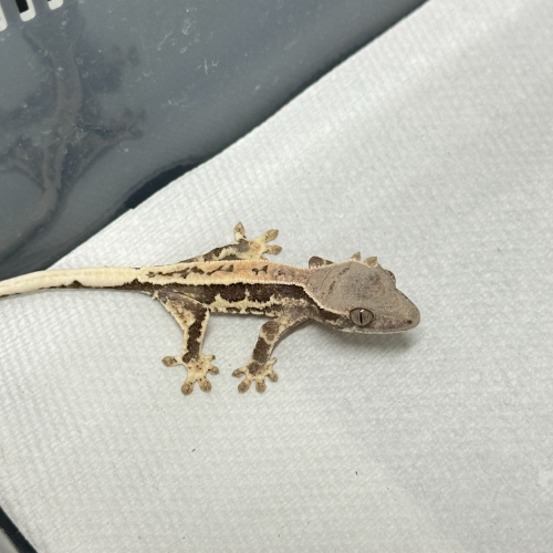 Ȯ�� �̹���