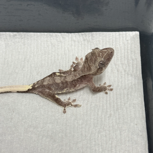 Ȯ�� �̹���