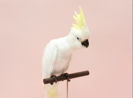 Ȯ�� �̹���